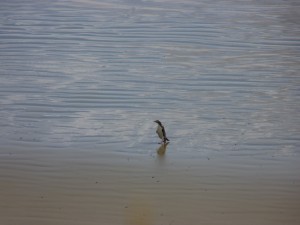 More Yellow-Eyed Penguins!