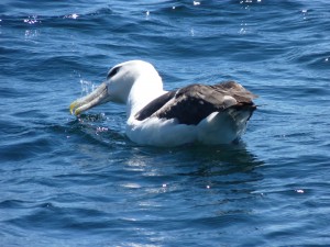 Albatross!